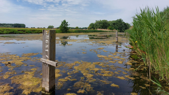 Waterstand in de Oude Leiearm