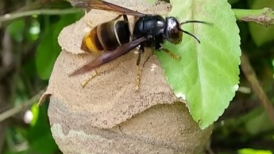 Primair nest van een Aziatische hoornaar