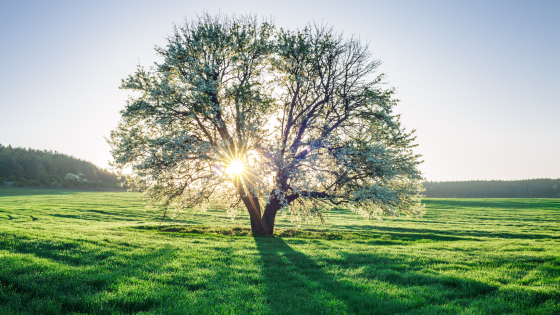 Boom op een zonnige dag