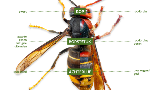 Verschillen tussen Aziatische hoornaar en Europese hoornaar