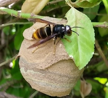 Primair nest van een Aziatische hoornaar