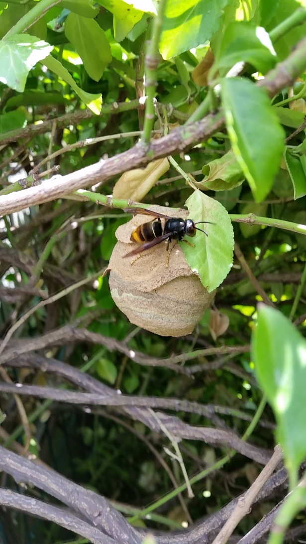 Aziatische hoornaar en nest