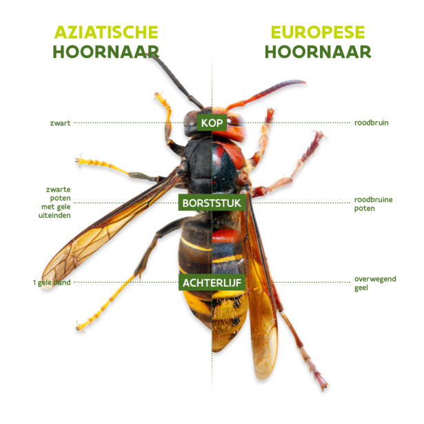 Verschillen tussen Aziatische hoornaar en Europese hoornaar